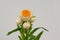 White helichrysum Straw flower bloomingÂ on white background